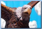 1-05_eagle_with_wings_out2C_attached.jpg