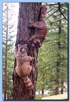 1-05_raccoon_attached_to_tree.jpg