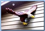 1-18_eagle_with_wings_out2C_attached.jpg