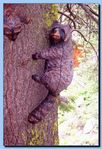 1-39_raccoon_attached_to_tree.jpg