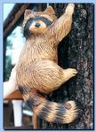1-50_racoon_attaced_to_tree-archive.jpg
