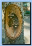 1-52_raccoons_carved_into_tree_stump.jpg
