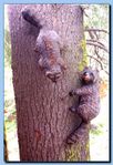2-06_raccoon_attached_to_tree-archive-0001.jpg