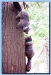 2-06_raccoon_attached_to_tree-archive-0004.jpg