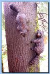 2-06_racoon_attaced_to_tree-archive-0001.jpg