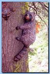 2-06_racoon_attaced_to_tree-archive-0003.jpg