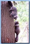 2-06_racoon_attaced_to_tree-archive-0004.jpg