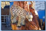 2-07_leopards-arcchive-0007.jpg