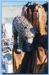 2-07_leopards-archive-0012.jpg