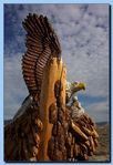 2-08_eagle_with_wings_up2C_attaches_to_tree-archive-0002.jpg