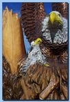 2-08_eagle_with_wings_up2C_attaches_to_tree-archive-0004.jpg