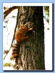 2-09_racoon_attaced_to_tree-archive-0001.jpg