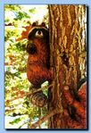 2-09_racoon_attaced_to_tree-archive-0003.jpg