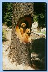 2-10_raccoons_carved_into_tree_stump-archive-0002.jpg