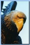 2-24_eagle_with_wings_up2C_attached-archive.jpg