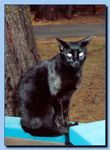2-61_cat_portrait-archive-0001.jpg