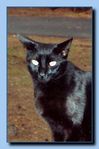 2-61_cat_portrait-archive-0003.jpg