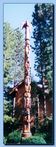 2-93_totem-traditional-archive-0003.jpg