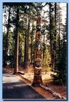2-95_totem-traditional-archive-0002.jpg